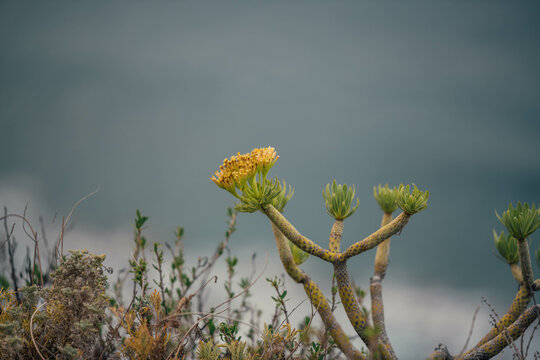 Kleinia neriifolia. Volcanic plant from the Canary Islands