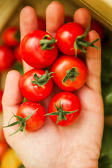Close-up of a woman's hands holding organic cherry tomatoes