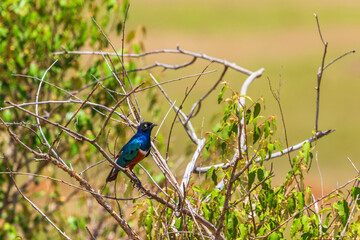 Superb starling sitting in tree
