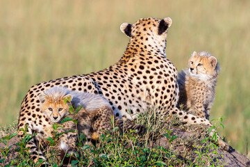 Curious Cheetah cubs with their mother in savannah