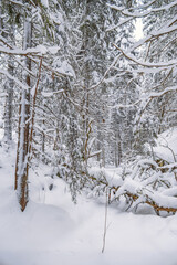 Snowy old growth forest with a fallen tree in a  ravine