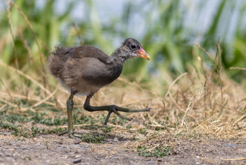 Young Water Rail (Rallus aquaticus) watching in camera