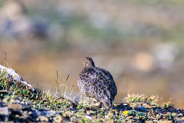 White tailed ptarmigan on a mountain