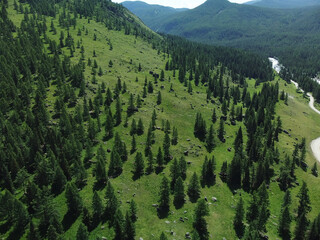 Aerial view of a green mountain landscape sprawling beautiful coniferous forest. 