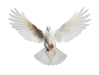 Peaceful Dove in Mid-Flight: Wings Extended Gracefully Isolated on Transparent or White Background, PNG