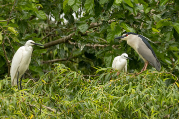 Little Egret behavior in breeding colony