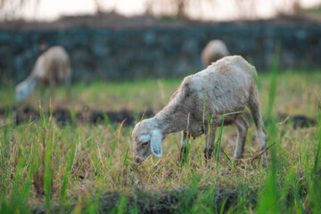 Naklejka na ściany i meble sheep or wedus gembel are eating grass in the field