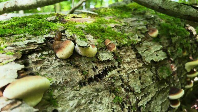 Closeup view of Late Fall Polypore shelf mushrooms growing on mossy log