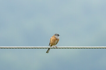 Rock bunting sitting on electrical wire