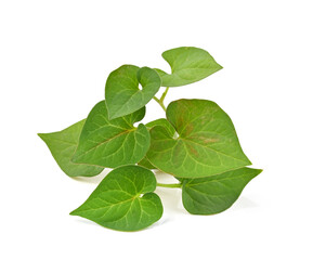Plu Kaow leaf (Houttuynia cordata Thunb.) on white background