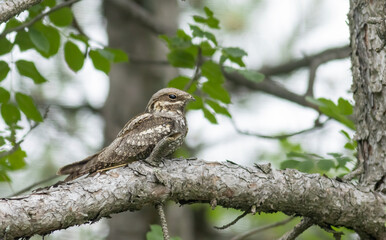 European Nightjar sitting on branch in the forest