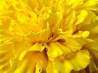 Close up yellow carnation petals