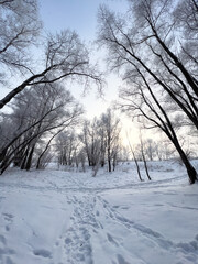Panoramic view of the winter forest covered with frost. 
