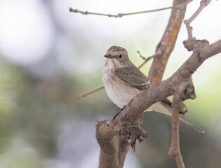Spotted Flycatcher (Muscicapa striata) on branch