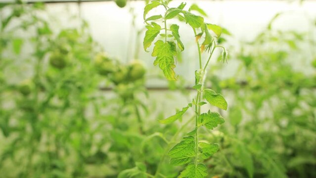 Green tomatoes growing in a greenhouse. Maintaining humidity and heat in the greenhouse. Protection of plants from diseases, late blight and spot rot, agriculture