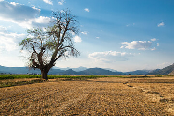 landscape with a tree