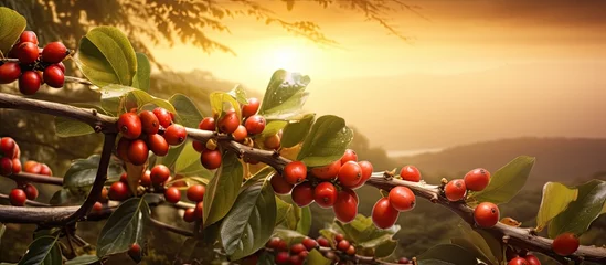 Photo sur Aluminium Aube Coffee beans on tree with sunrise in background Copy space image Place for adding text or design