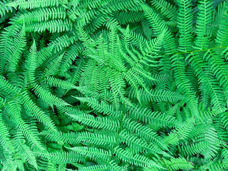 Green fern growing in summer. Fern with green leaves on a natural background. Texture background. Wildlife, forest. 