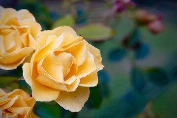 yellow rose flower