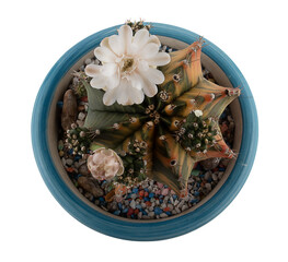 cactus on transparent png