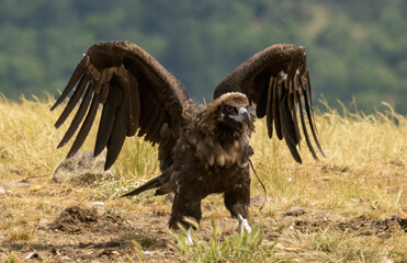 Cinereous vulture sitting on feeding station