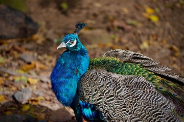 peacock with feathers