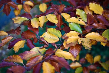 autumn leaves on the ground