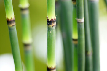 Obraz premium Bambus Bambusoideae im Garten und Blumenkübel