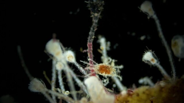 Acari(mite) living in water under a microscope, the superfamily Halacaroidea, order Trombidiformes, live in both fresh and sea water. White Sea.