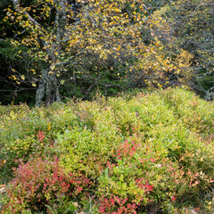 Plants de myrtilles d'automne dans les montagnes des Vosges