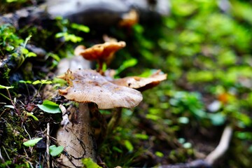 mushroom in the forest