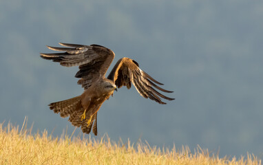 Black Kite in natural habitat