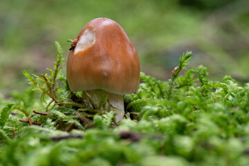 Wild mushrooms in the forest on Norway