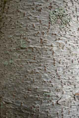 Texture d'un tronc de sapin et son écorce en très haute définition