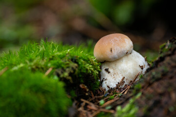 Wild mushrooms in the forest on Norway