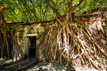 beautiful view of the Anping Tree House in Tainan, Taiwan. the house wall is covered in banyan roots.