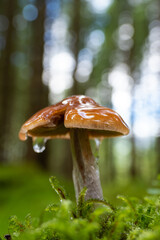 Wild mushrooms in the forest on Norway