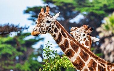 Reticulated giraffe, close-up, animal welfare concept