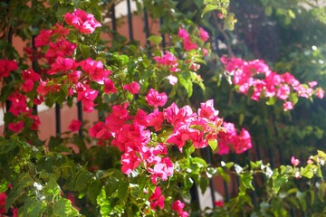 Bougainvillea in the sunlight. Lisbon. Portugal