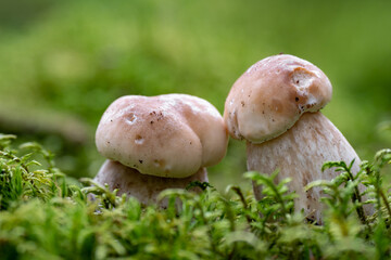 Wild mushrooms in the forest on Norway