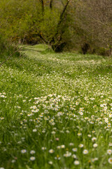 Daisies on sunset in to mountain