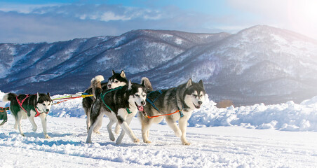 Sled dog race on snow in winter on Kamchatka on soft sunlight