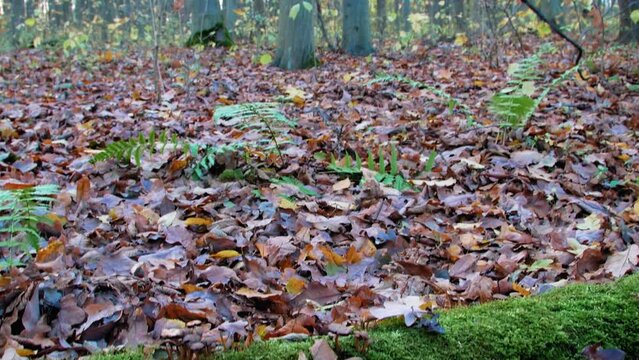 A gloomy and damp forest in late fall. Autumn's damp forest. Moisture, fallen leaves, moss and mushrooms.