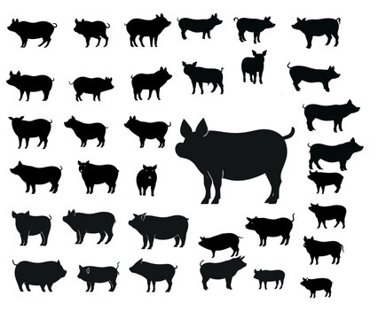 pigs silhouette collection