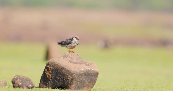 Lesser Kestral Female coming and landing on a rock, Raptor in flight slow motion