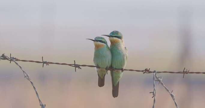Pair of Blue Cheeked Bee eater birds sit together on a Barbed Wire on a winter morning looking around