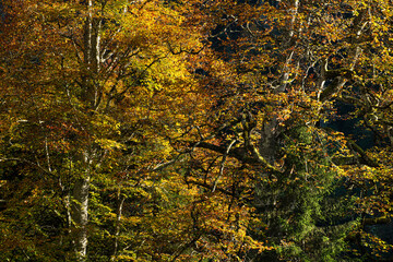 Autumn nature landscapes. Beech forests in autumn. Colorful trees in autumn. Pokut Plateau. Rize, T&uuml;rkiye.