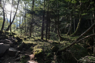 八ヶ岳の苔むす森