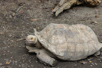 Obraz premium African spurred tortoise in zoo park