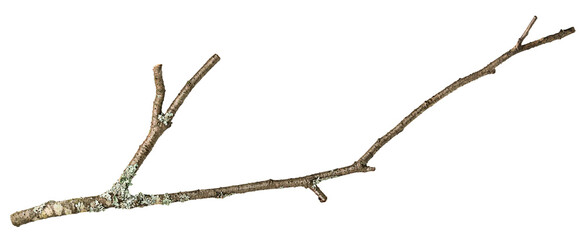 empty tree branch on white isolated background